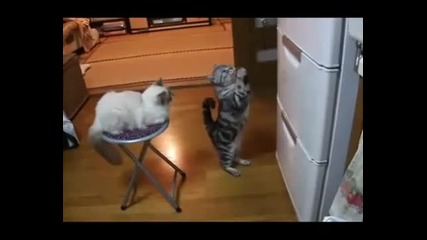 Коте се моли хладилника!?