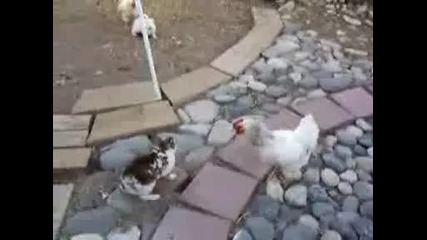 Кокошки бодигардове 