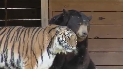 Учудващо Приятелство Между Лъв, Тигър И Мечка