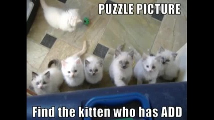Смешни котки 