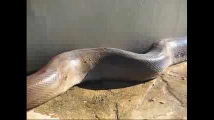 Най - Голямата Змия В Света Мъртва!! 