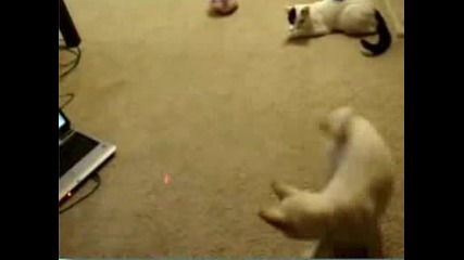 The Most Funies Laser Pets