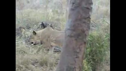 A Lion Kills A Monkey