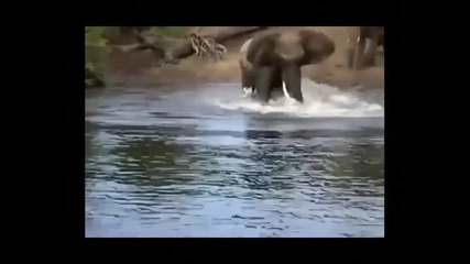 Крокодил атакува слон