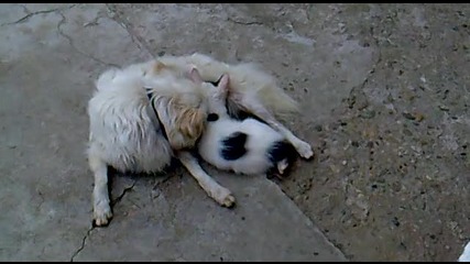 I Love cat
