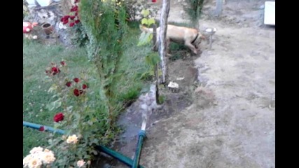 куче си играе с вода