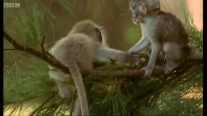 Cute baby monkeys at play - Cheeky Monkey - Bbc 