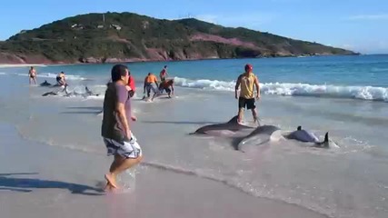 Бързата Намеса На Хората Спаси Делфините !
