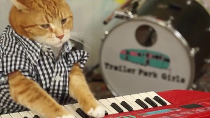 Котка свири на пияно
