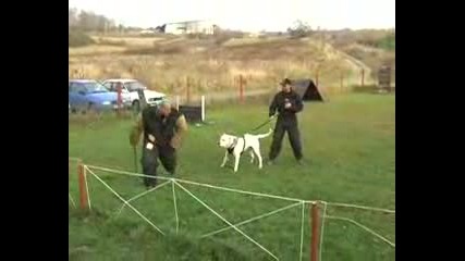 Dogo Argentino 2007 Training