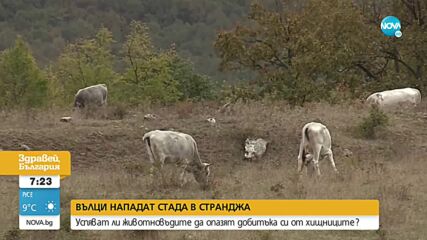 Глутници вълци нападат добитък в Странджанско