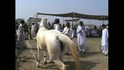 Horse Dance