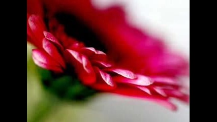 Aquarell - Secret Garden