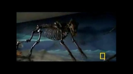 National Geographic Channel Dog Attack Styles 