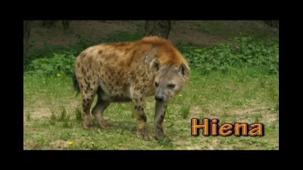 Los Animales de Espanol