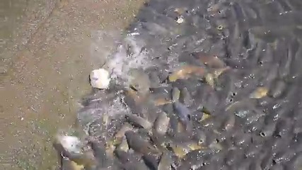 Райско място за всички рибари