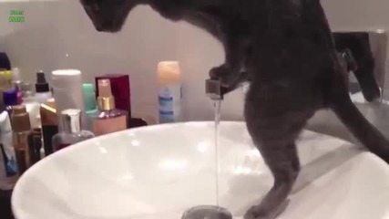 за любовта на котките към водата