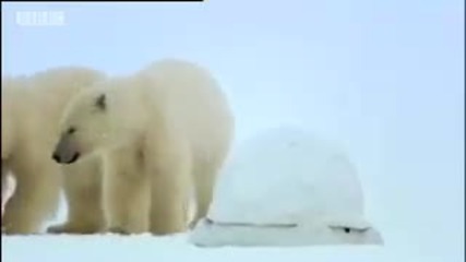 Полярни мечки търсят храна