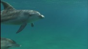 Делфините - По-красиви или по-умни