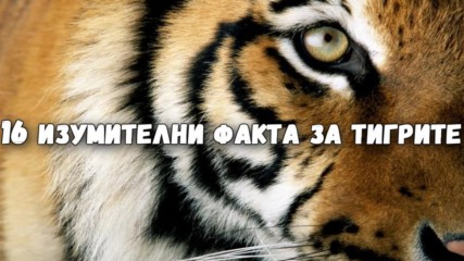 16 изумителни факта за тигрите