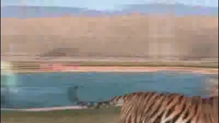 Тигрите - красиви и много забавни - шоу с тигри в Africa Wildlife Park 