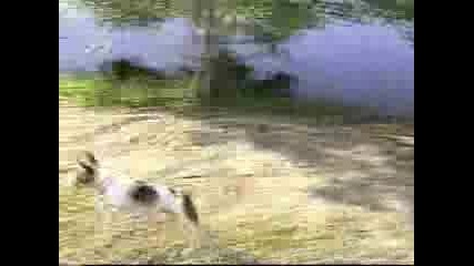 Куче Скача Като Кенгуру :d