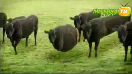 Мелодия 2010 крави, крави и пак крави
