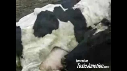- Крава Пие собвственото си мляко ! 