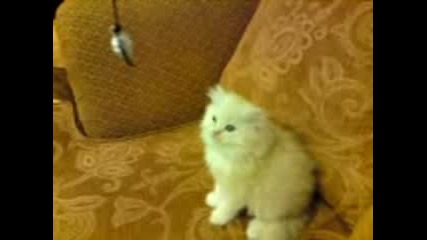 Kittens Play 