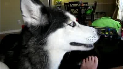 Husky Dog Talking - bye, bye 