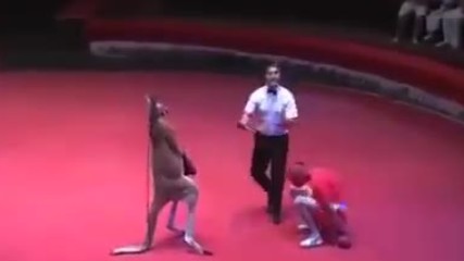 Бокс между кенгуру и човек