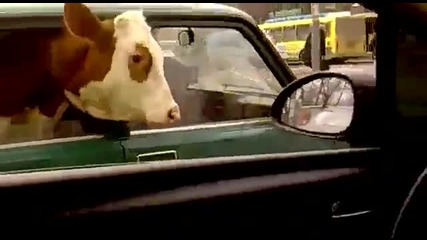 Само в Русия - Крава в Лада