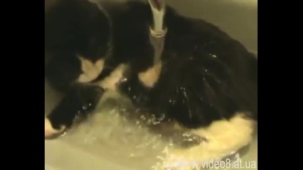 Смешни кучета и котки