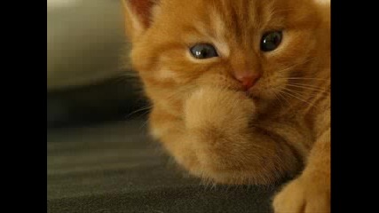 Very Funny Cats 3