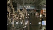 Изложба за динозаври в Токио