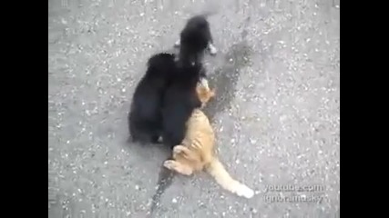 Глутница кучета , напада котка