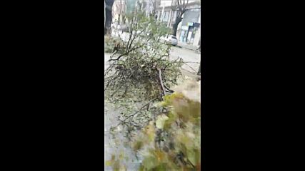 Паднали дървета в центъра на София