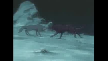 Wolf Анимация