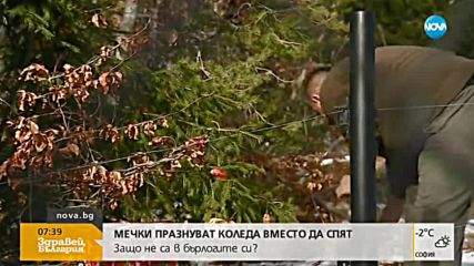 Мечки от парка в Белица празнуват Коледа, вместо да спят