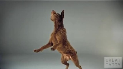 Pedigree Dogs ad shot 1000 Fps using the Phantom camera 