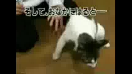 Stupid Cat