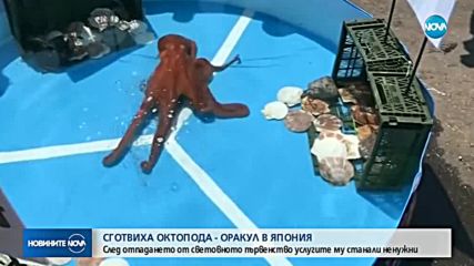 Сготвиха октопода оракул, предсказвал резултати от мачове на Мондиала