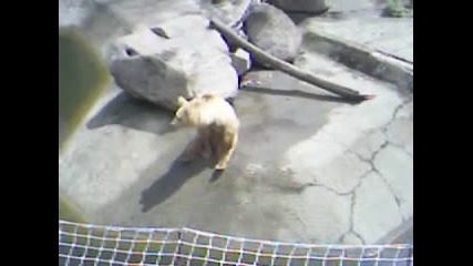 zoo baba Meca