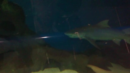 акула в аквариума