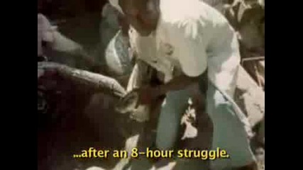 Мъже Улавят Питон