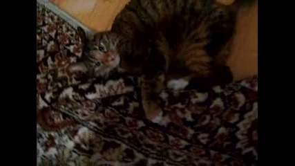 Ядосано коте