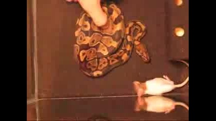 Компилация - Змия Хапва Мишки