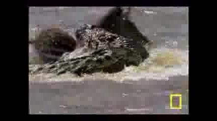 Croc Vs. Wildebeest Gazelle