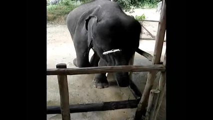 Малко Слонче Свири На Хармоника 