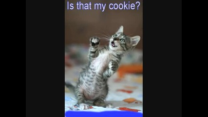 Funny cats! 1 